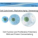 Re: 세포주기 정지(cellular senescence) --＞ 폐 섬유화, 평활근 세포노화 2025 네이처!! 이미지