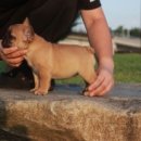 넥서스켄넬 이미지