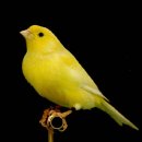 카나리아 이미지
