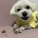 더킨피드 이미지