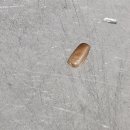 군포복합물류센터(SPCGF) | 바퀴벌레 알 제거 안 하면 새끼·유충·성충까지 출몰합니다