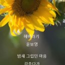 해바라기 / 윤보영 이미지