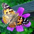 나비야 청산가자 이미지