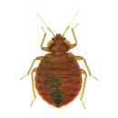 (주)세스코 부산동부지역단 | 빈대(bedbug)는 노린재목 노린재아목 빈대과에 속하는 곤충이다.전 세계에 널리 분포하고 23속 75...