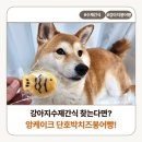 치즈본 | 강아지수제간식 찾는다면? 앙케이크 단호박치즈붕어빵 먹여본 후기