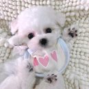 아이러브독 강아지 부천점 이미지