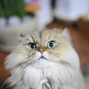 광주24시스카이동물메디컬센터 이미지