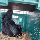 싸리재펜션 이미지