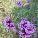 한남금북정맥 5구간얘기(추정재~산성고개) 이미지