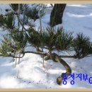 소나무농장 이미지