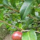 봉전농장 이미지