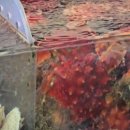 엄청난횟집 | 강원도 양양맛집 바다의향을 제대로 품은 섭전골맛집 수라상 해녀횟집