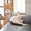 그루밍:담 이미지