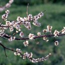 매화정원어린이집 이미지