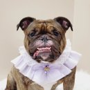 그레이스그루밍 이미지