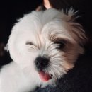 이비치 동물치과병원 이미지