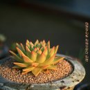 골드다육