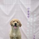 레오나르독 이미지