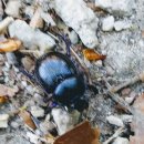 쇠똥구리 농장 이미지