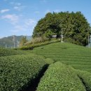 우지농장 이미지