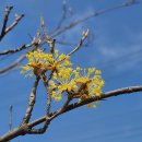 오메가메 이미지