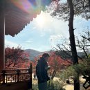 암소제비추리 이미지