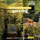 송정공원 지하철역 2번출구 | 대구 건들바위역 카페 큐바이쿼트 목향장미 만개 평일 웨이팅 디저트 후기