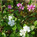 분홍공주 이미지