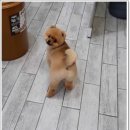 진접애견미용 이미지