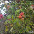 만성농장 이미지