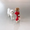 모여라 댕댕 이미지