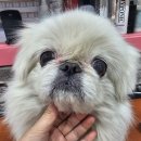 예쁘개해줄개 이미지