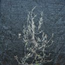 크로키아 이미지