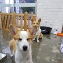 샤워앤독 이미지