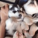 피스트 PC 이미지