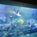 현대수족관 이미지