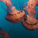 웰빙요리 이미지