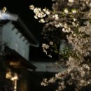 후쿠오카 벚꽃여행 3.. 이미지