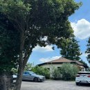 하례학림로 | 서귀포 이미 유명한 제주맛집 후기 : 미미파스타 🍝