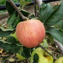 영주농장 이미지