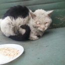 캣블라썸 이미지