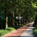 우로지 자연숲 공원(메타세쿼이아길) 이미지