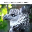 이글 이미지