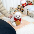 대학로동물병원 | 인계동강아지분양, 신중하게 선택하길 잘했다는 생각이 들었던 후기