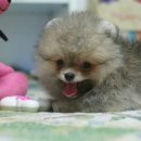 Pom생Pom사 이미지