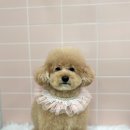 곱디곱개 이미지