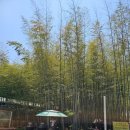 죽림원 | 담양 대통용찜으로 유명한 죽림원 솔직 후기(내돈내산)