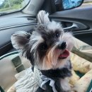 뜨락펜션 | 태안/안면도 애견동반펜션 뜨락펜션 다녀온 내돈내산 후기!