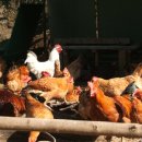 기러기농장 이미지