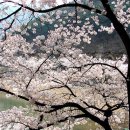 Re:제20회 달빛산책 2011년 4월 15일 앞산 낭송시편 - 주제: 벚꽃 이미지